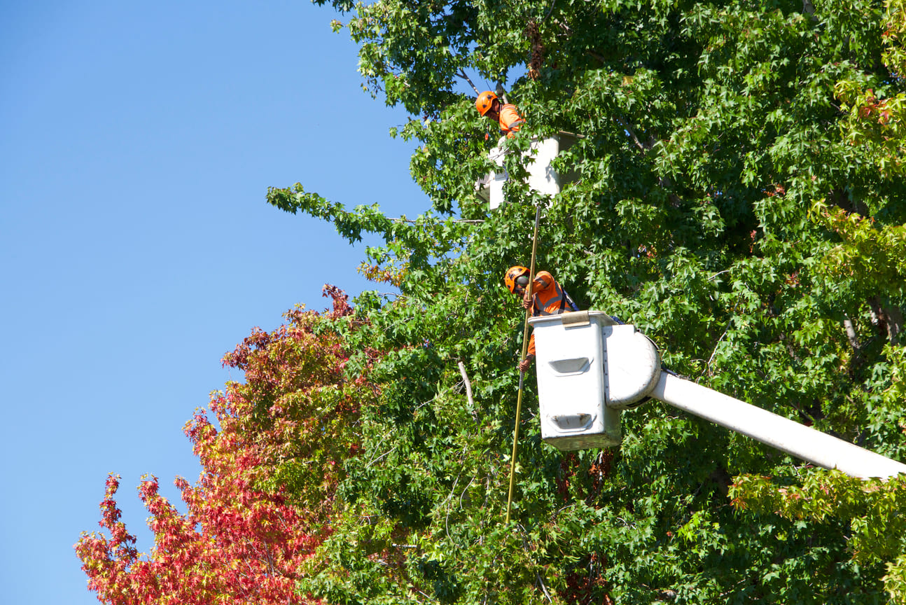 Tree cutting equipment somerville