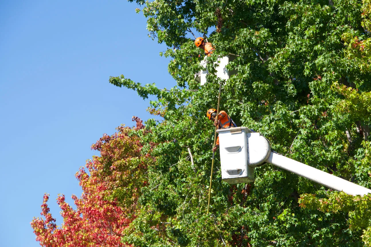 Tree cutting equipment somerville