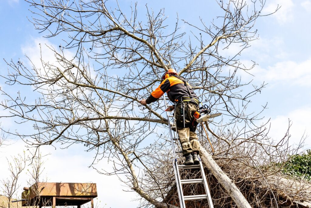 tree services somerville