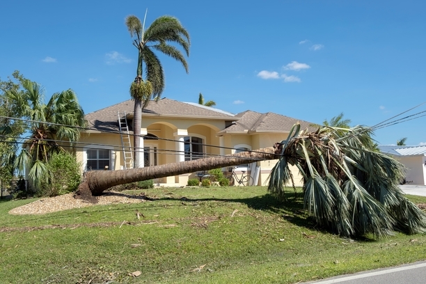 Emergency Tree Services