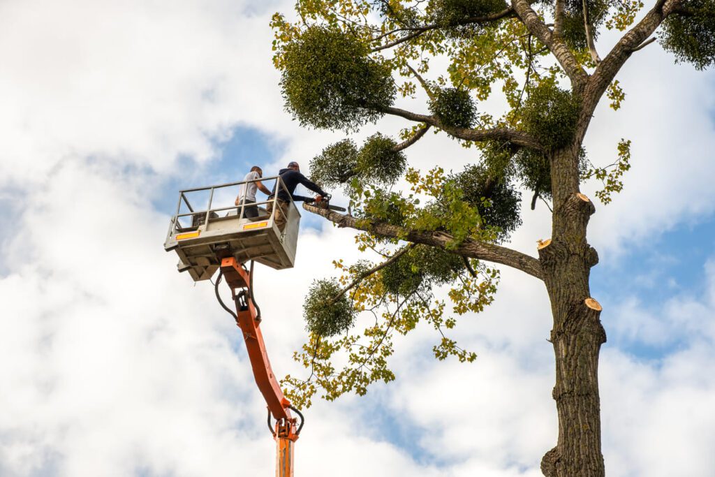 man trimming tree