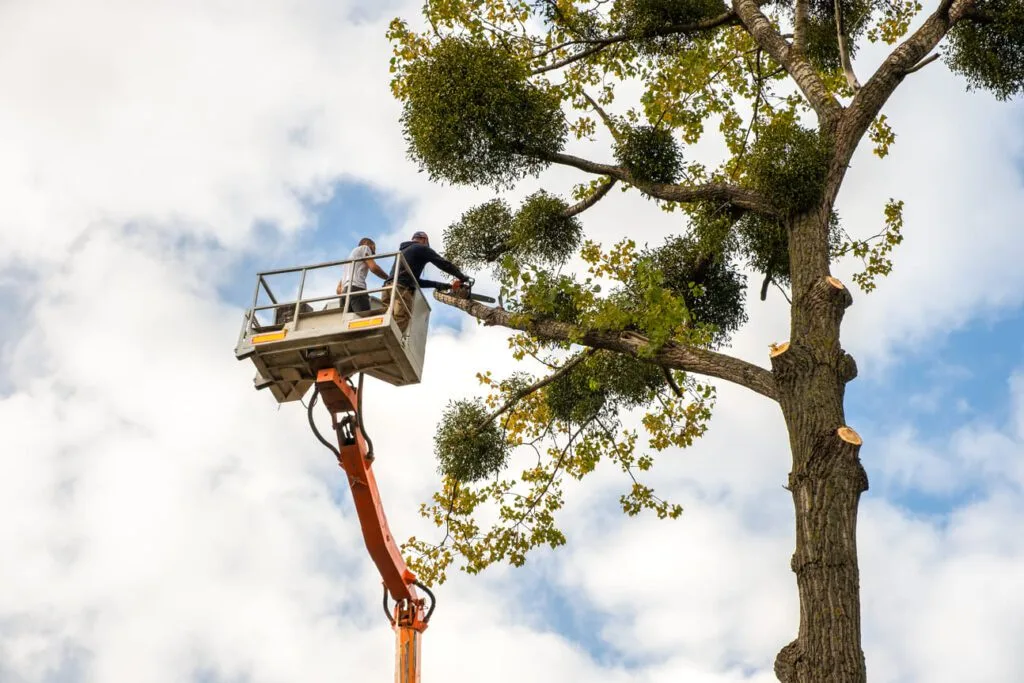 Tree Trimming