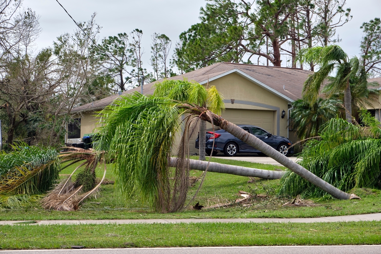 tree fallen house