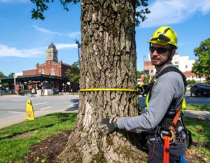 tree service near me somerville