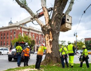 emergency tree service somerville