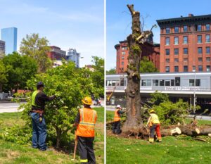 tree cutting service somerville