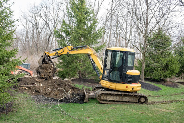 stump removal somerville