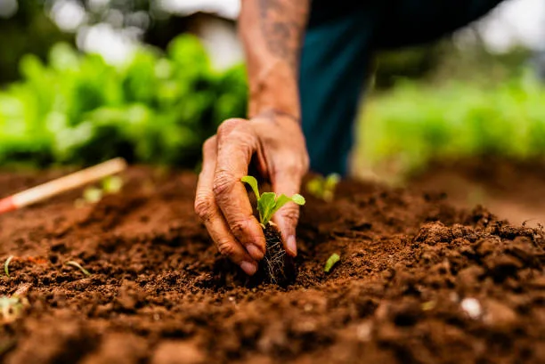 Plant & Tree Health Care