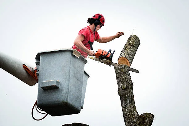 Tree Removal