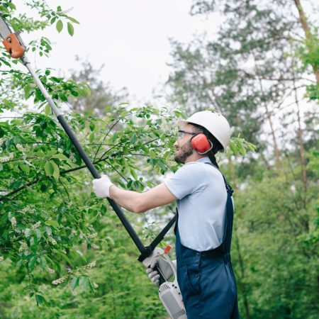 Tree cutting saftey Tree cutting saftey
