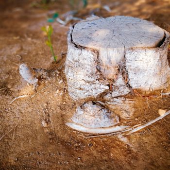 stump removal somerville